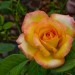 grow roses