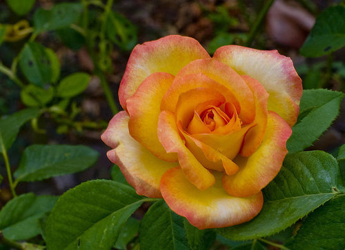 grow roses 4691529450 96c3c27df9 How to Grow Roses