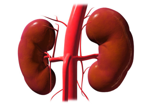 Kidney-Cancer Kidney Cancer Causes of Kidney Cancer
