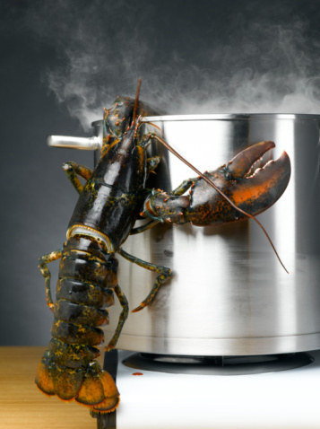 How to Cook Lobster Lobster How to Cook Lobster