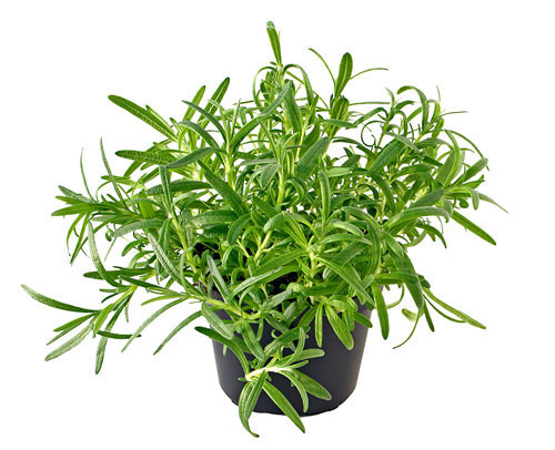 Rosemary RosemaryPotted500 How to Grow Rosemary