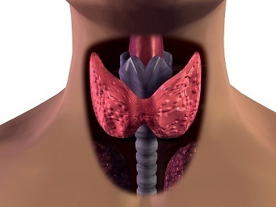 Thyroid Thyroid What Causes Thyroid?