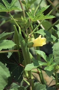 grow-okra grow okra 198x300 How to Grow Okra