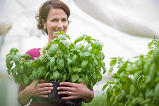 how-to-grow-basil-indoors how to grow basil indoors How to Grow Basil Indoors