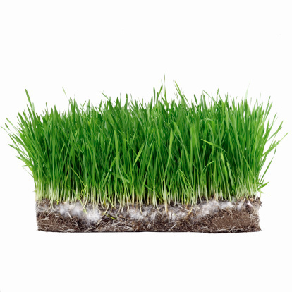 skd187562sdc how to grow green grass How to Grow Green Grass