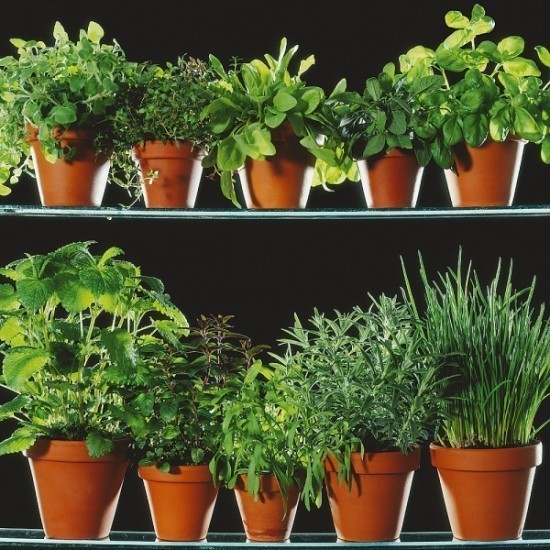 how-to-grow-herbs how to grow herbs 550x550 How to Grow Herbs
