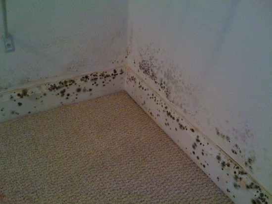 How to Remove Molds and Mildews at Home how to remove molds and mildews at home 550x412 How to Remove Molds and Mildews at Home