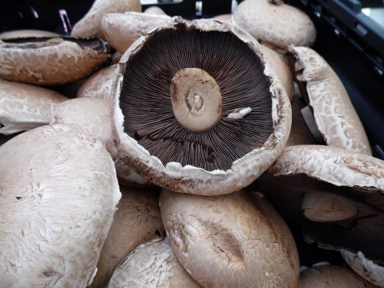 How to Cook Portabella Mushrooms?